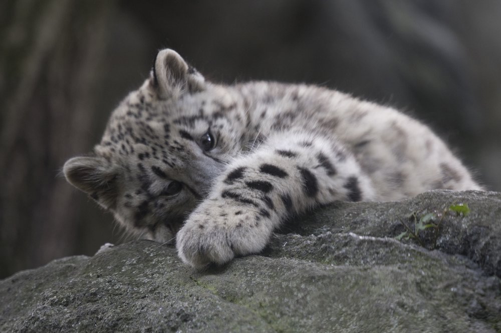 346641260julie-larsen-maher_7507_snow-leopard-cub_him_bz_09-07-17-jpg.jpeg