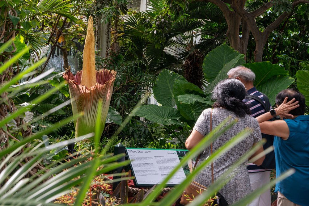 346ae099aa7r01184-jpg.jpeg New York Botanical Garden visitors admire the corpse flower