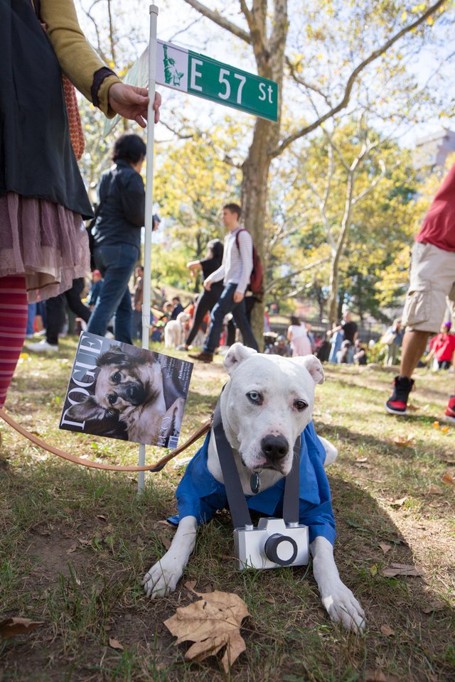 35760272f20171028-img_5100-jpg-mobile.jpeg Bill Cunningham