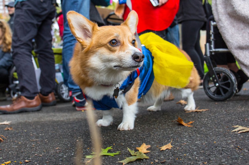366e13b33dog-63-jpg.jpeg