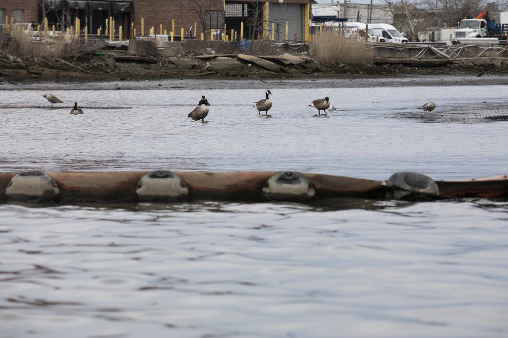 A pipe lies across a creek. Geese are in the background.