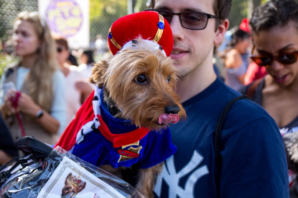 383a2c4f1doghalloween-174-jpg.jpeg