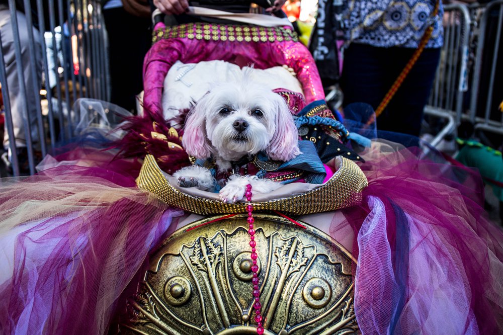 39308d271doghalloween-17-jpg.jpeg