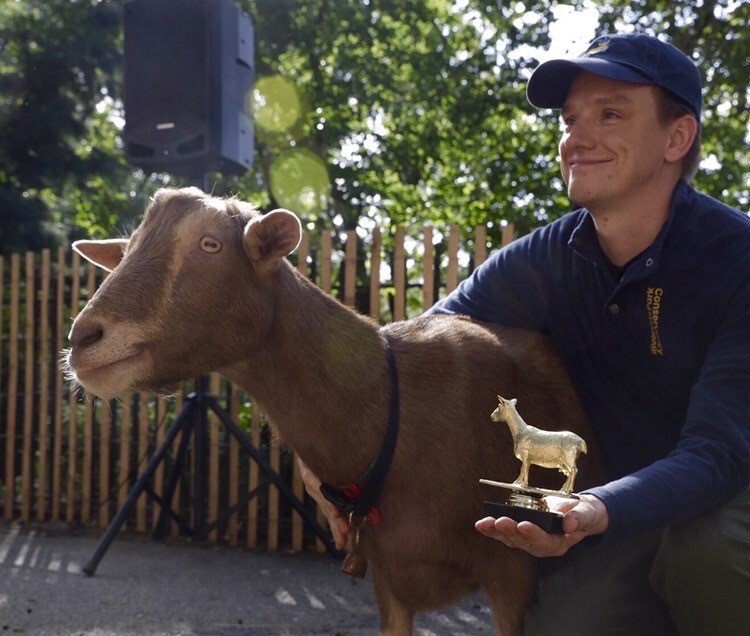 A man stands near a goat.