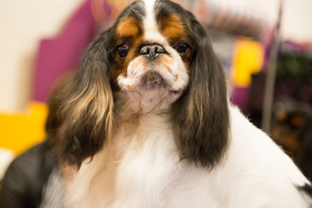 3af14578fwestminster7-jpg.jpeg This is the dog who convinced Kanye West that every day is Opposite Day now...except for Opposite Day, which is now known as Sincerity Day. (Jenn Hsu/Gothamist)