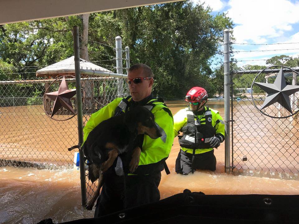 On Wedneday, August 30, New York Task Force 1 (NY-TF1) conducted search and rescue operations in Brazoria County, Texas.  In the towns of Sweeney, West Columbia, Sandy Point and Holiday Lakes.  They assisted with at least 6 evacuations and 1 rescue of a 78 year-old male who was in a tractor that became submerged. (NYPD)