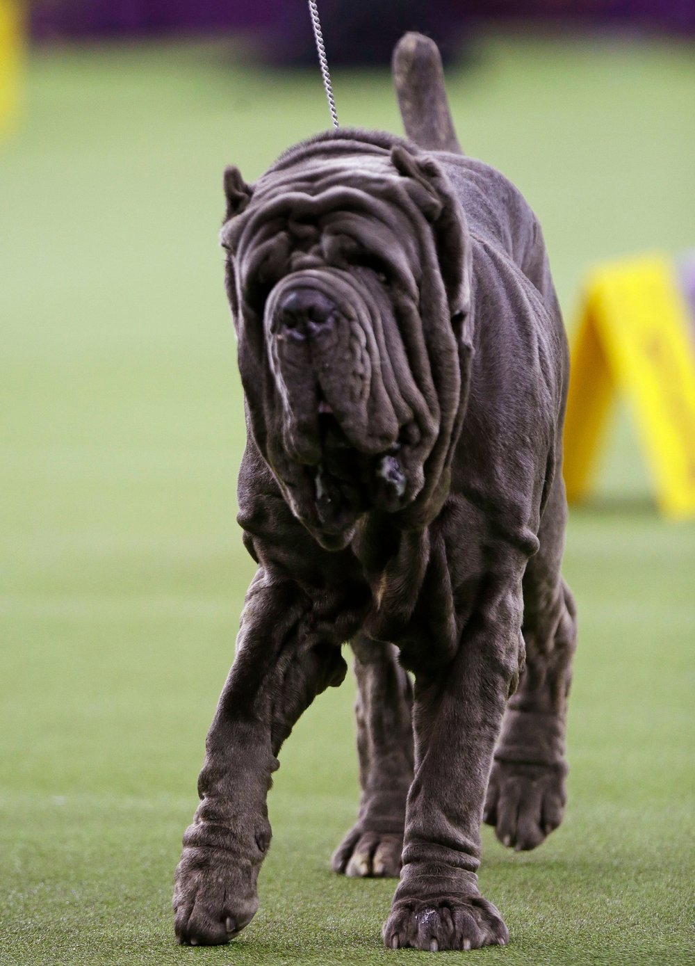 3d56c7f27shutterstock_10103333w-jpg.jpeg This dog once sent an acquaintance an email with 18 paragraphs in it. (Frank Franklin II/AP/Shutterstock)