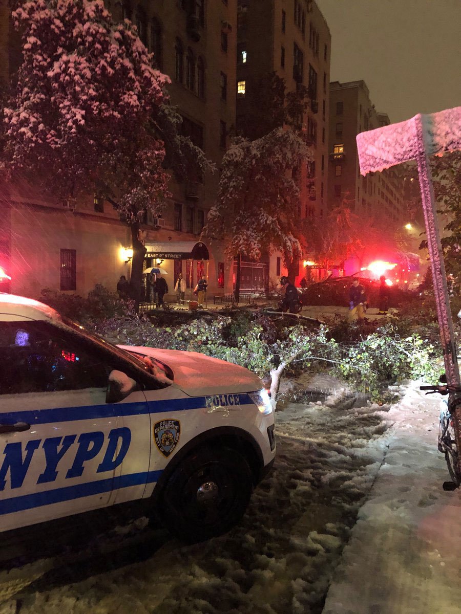 3e53c1518treedown2-jpg.jpeg (<a href="https://twitter.com/jamyn/status/1063226725948104704">jamyn / Twitter</a>)