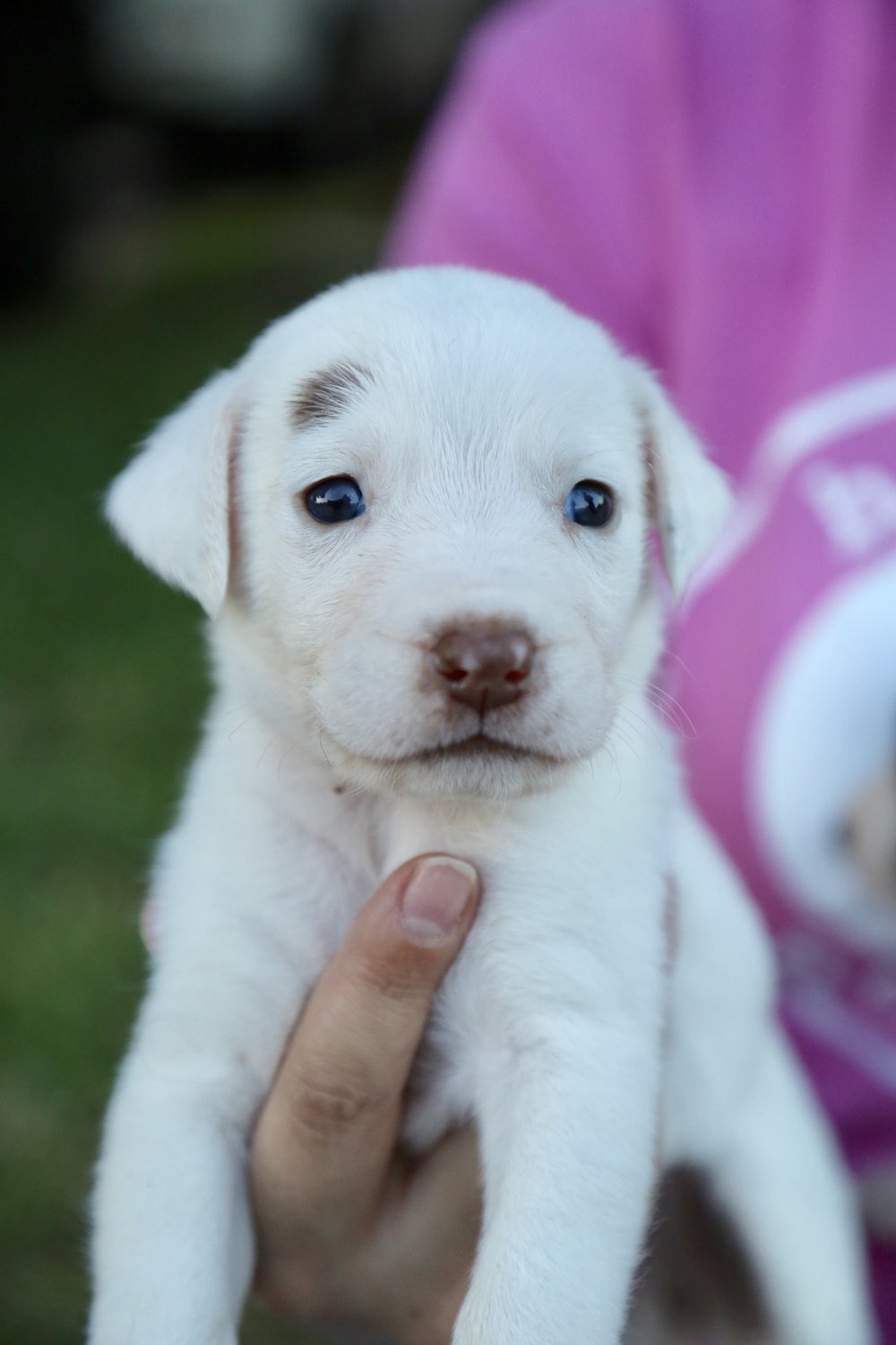 3e78b8a9deyebrow-pup-jpg.jpeg