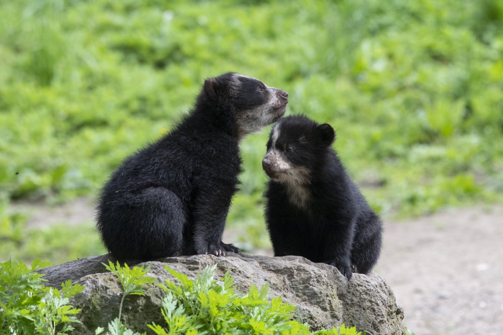 3f59c4ed2julie-larsen-maher_9052_andean-bear-and-cubs_qz_05-10-19-jpg.jpeg