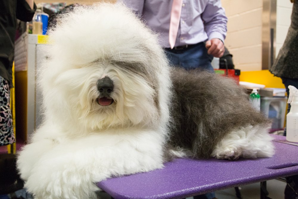 3f7020a07westminster18-jpg.jpeg This dog tells people in the comments to "GO BACK TO OHIO" even though it's 2019, I think you can come up with something a little more original pal. (Jenn Hsu/Gothamist)