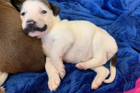 3fa17bb58mustache-9-jpg.jpeg