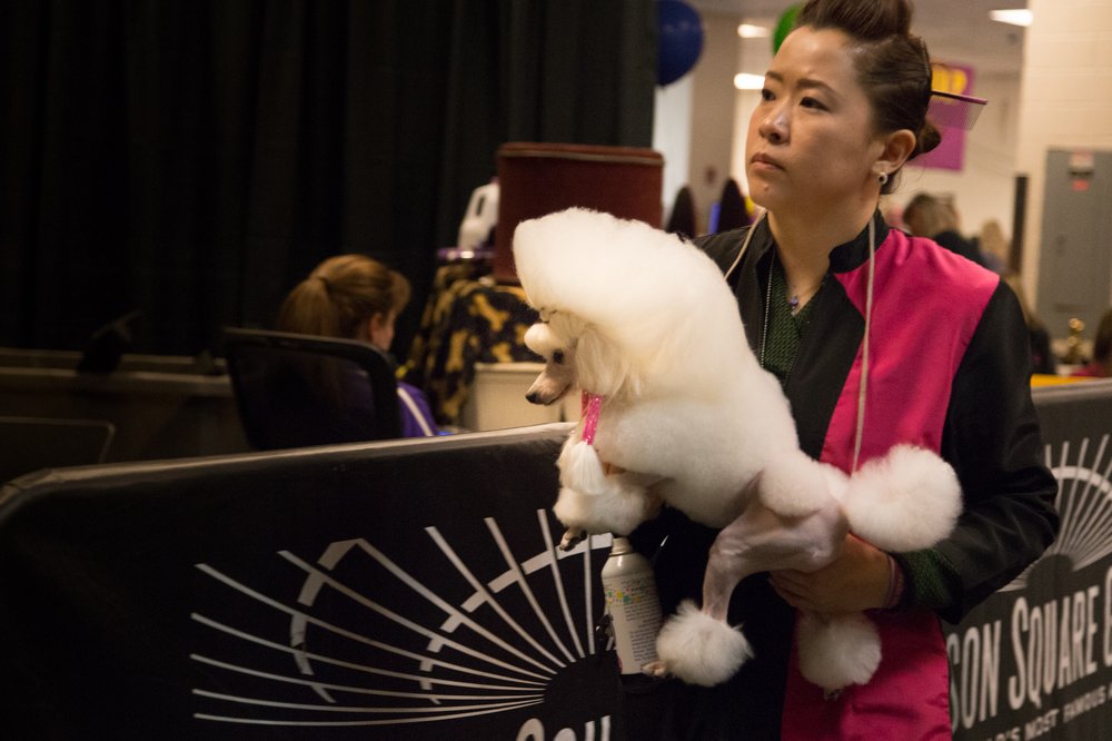 3fa3a4d99westminster14-jpg.jpeg This dog wants to pitch you on a really exciting proposal for a music booking app, wait, no seriously, just hold on one second, okay but, can you at least give notes on the pitch deck? (Jenn Hsu/Gothamist)