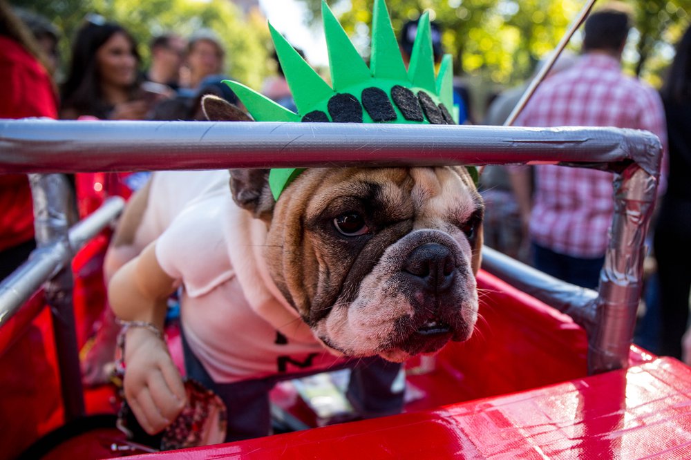 4153021e5doghalloween-1-jpg.jpeg