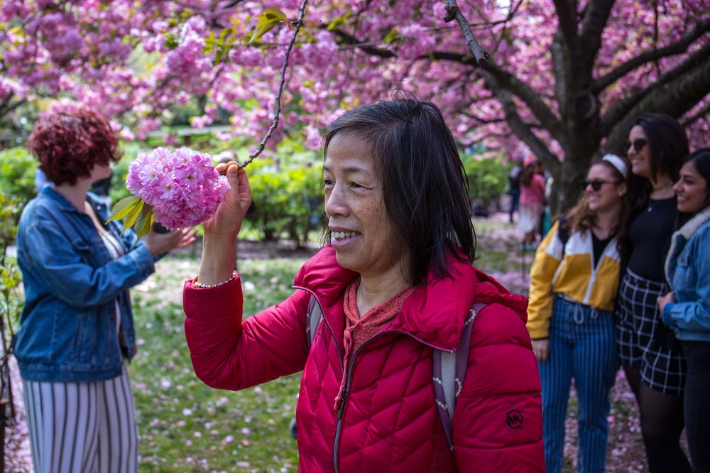 423205213sakura-107-jpg.jpeg