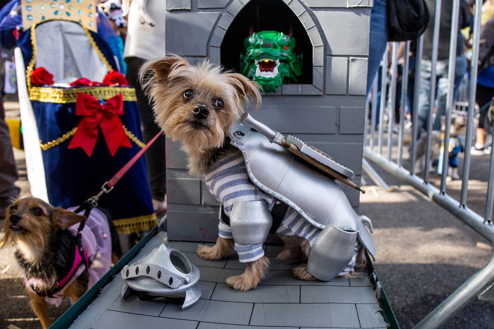 42f77297018ca6f299doghalloween-181-jpg-web_gallery-jpg.jpeg