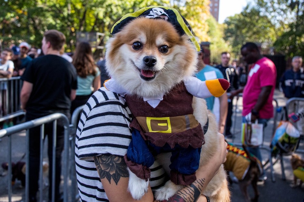 43255d5fcdoghalloween-113-jpg.jpeg