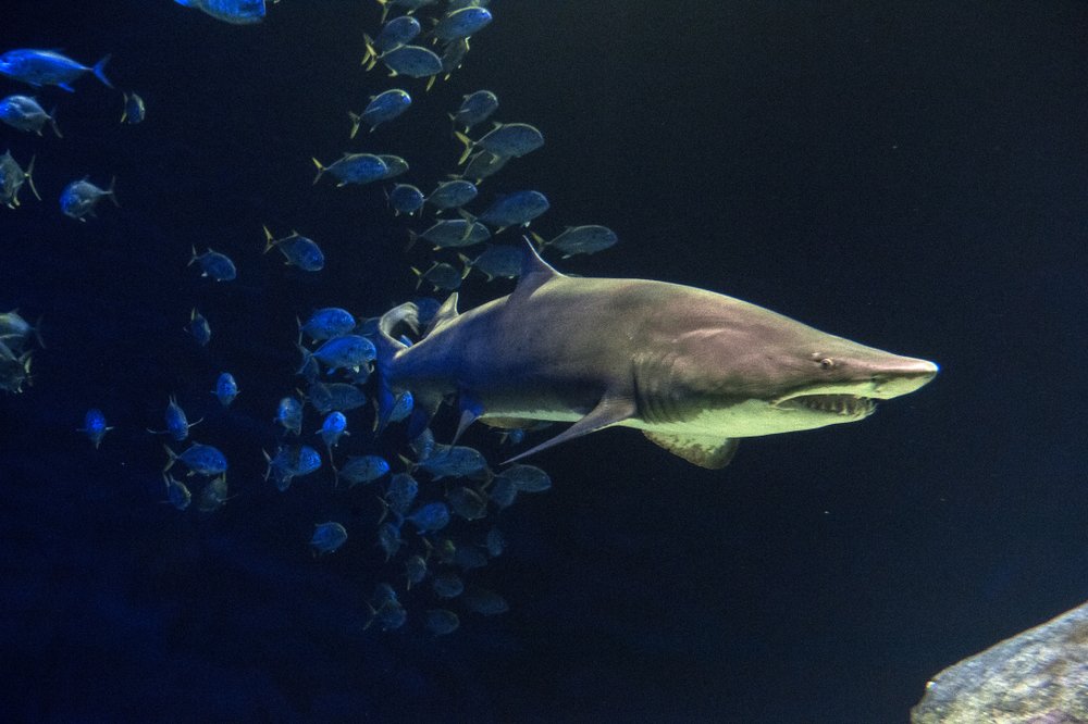 43b7c334f_julie-larsen-maher_4688_sandtiger-shark_ows_aq_05-11-18-jpg.jpeg Sandtiger shark (Julie Larsen Maher/WCS)