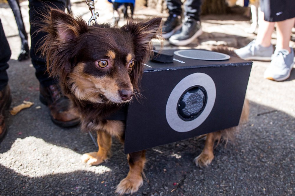 450b439d4doghalloween-123-jpg.jpeg