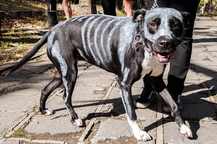 458336ba1.jpeg Skeleton dog!<br>