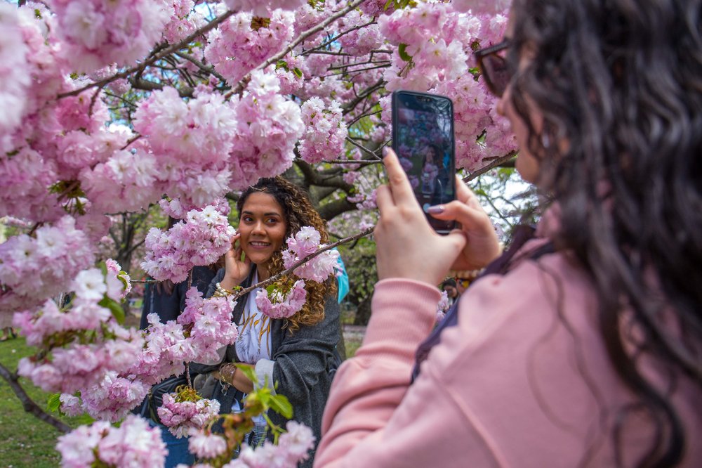 46146be0esakura-101-jpg.jpeg