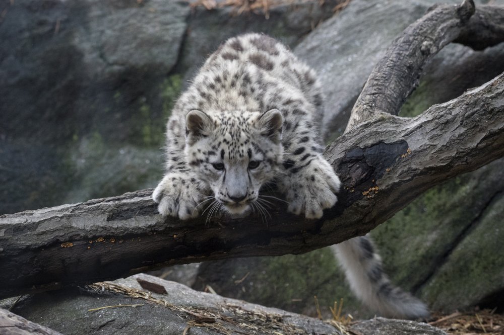 4639ff96b_julie-larsen-maher_7565_snow-leopard-cub_him_bz_09-07-17-jpg.jpeg