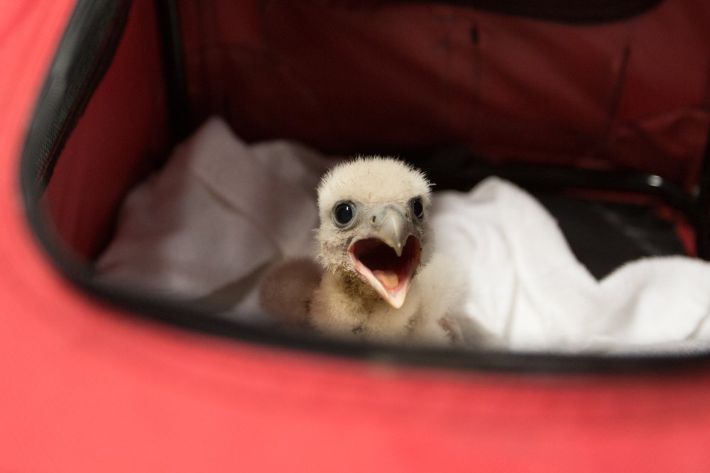 46836445afalcon_chick-jpg.jpeg Hello!<br>