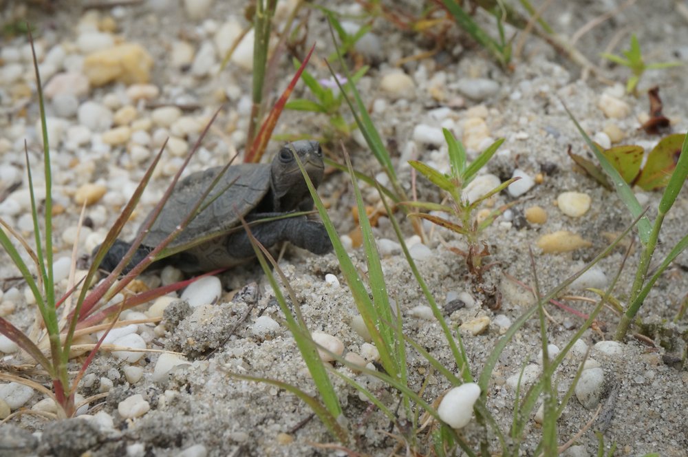 46d7c08f1hatchling-jpg.jpeg