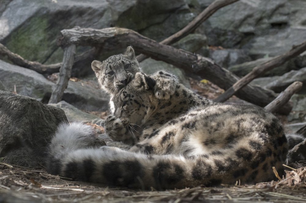 476692420_julie-larsen-maher_7903_snow-leopard-and-cub_him_bz_10-12-17-jpg.jpeg