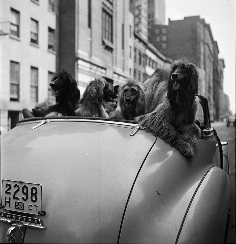 48a162b90kubrick_dogs-in-the-city_mcny-1-jpg.jpeg Dogs in the City. Courtesy of the Museum of the City of New York / SK Film Archive, LLC