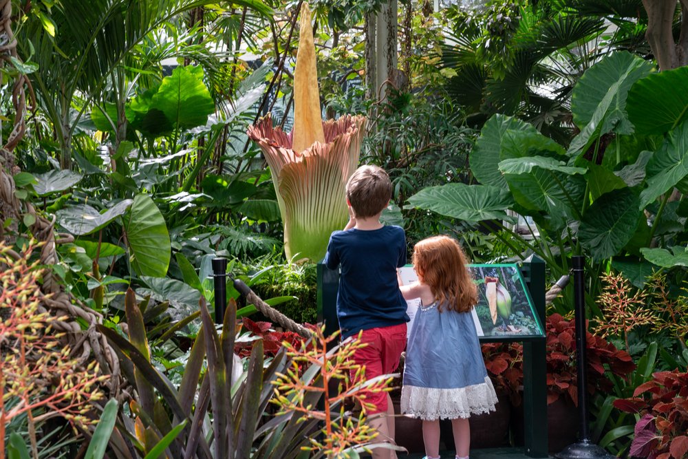 490fd2ef4a7r01188-jpg.jpeg New York Botanical Garden visitors admire the corpse flower