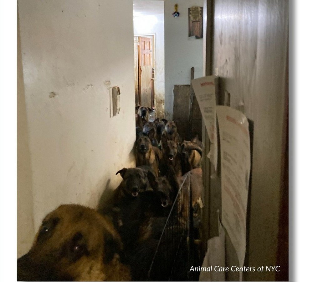 Some of the dogs rescued from a major hoarding case in Queens in May 2025.