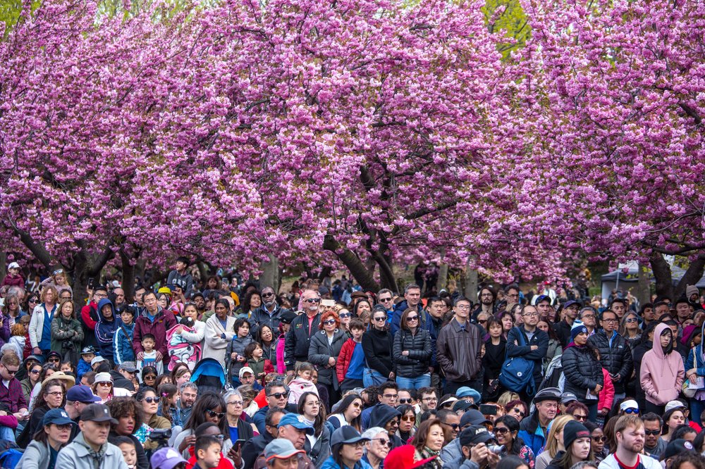 4a861f1b8sakura-68-jpg.jpeg