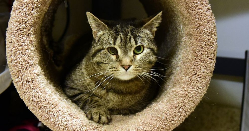 4bb3c3fb8pancake-a20804280_2018aug28_0001-jpg.jpeg Pancake is an eight-year-old female who is looking for just the right human(s). The ASPCA says, "She longs to be adored by her people, often trying to 'help' her foster parent with work or simply lounging on their lap. Pancake loves to know what you’re up to, listening in to conversations and greeting familiar guests."