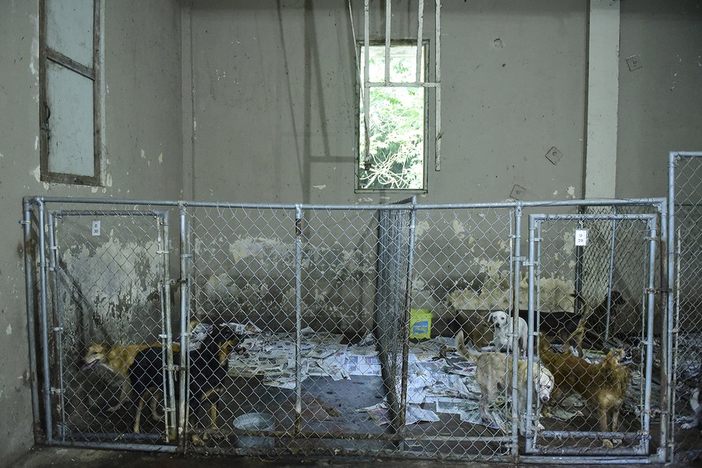 4c59801ffhsus_photo_386763-jpg.jpeg The San Francisco de Asis animal shelter in Cabo Rojo, Puerto Rico, on Tuesday, Aug. 22, 2017. (Carlos Giusti/AP Images for The HSUS)