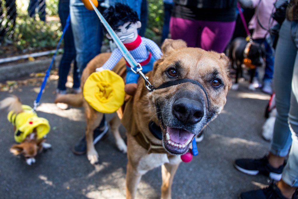 4d0d0404cdoghalloween-116-jpg.jpeg