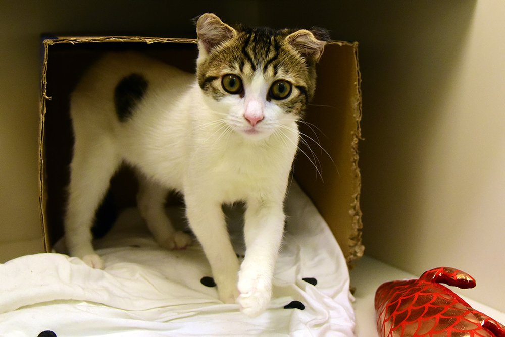 4d125041ckorma-a39622889_2018nov06_0004-jpg.jpeg Korma is a three-month-old kitten, and she's super active. The ASPCA says a great home for her would be one where she'll get playtime, "She loves to play with her favorite toys and her favorite people."
