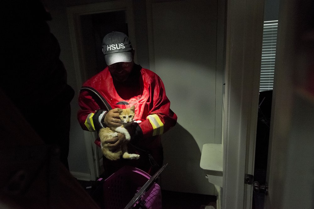 4d9a59eb4hsus_photo_387753-jpg.jpeg An HSUS rescue team with animals (AP Images for HSUS)