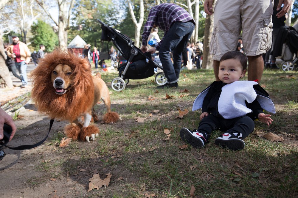 4e1dd383820171028-img_5104-jpg.jpeg Another doggo dressed as a lion<br>