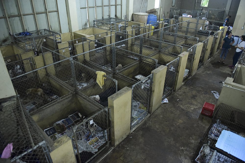 4e2a962d7hsus_photo_386767-jpg.jpeg This image shows the conditions due to lack of resources of the San Francisco de Asis animal shelter in Cabo Rojo, Puerto Rico, on Tuesday, Aug. 22, 2017. (Carlos Giusti/AP Images for The HSUS)