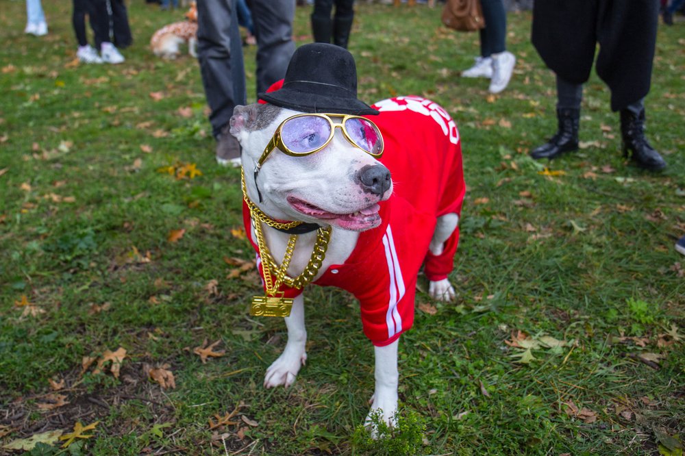 4ec450f33dog-162-jpg.jpeg
