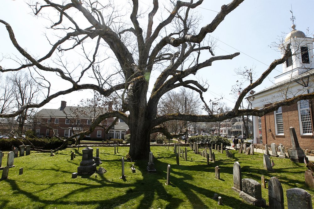 4fa4f1f24old-oak-replacement_chun-copy-jpg.jpeg The white oak tree in Basking Ridge on April 11, 2017 (NJ Advance Media via AP)