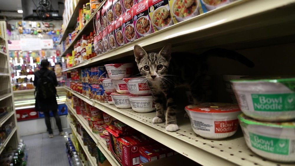 4fb29eb0dbodega_cat_gus_corona-jpg.jpeg Gus loves playing with straws. It's a living! <br> (Amy Pearl / WNYC)