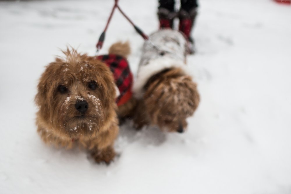 4fb485960020917snowstormmorning-18-jpg.jpeg