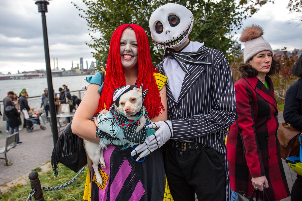 4fdbcf033dog-198-jpg.jpeg