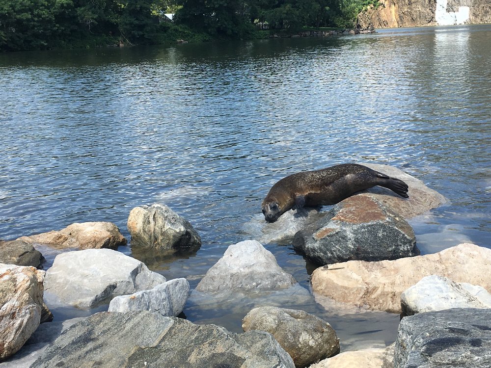 503113aabimg_5682-jpg.jpeg A seal hangs out in Spuyten Duyvil (Taegin Reisman)