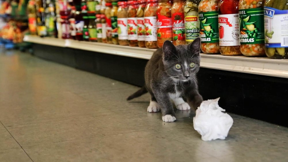 50569ddb8bodega_cats_carmel_ridgewood-jpg.jpeg This is Carmel, who is taking care of YOUR garbage. <br>(Amy Pearl / WNYC)