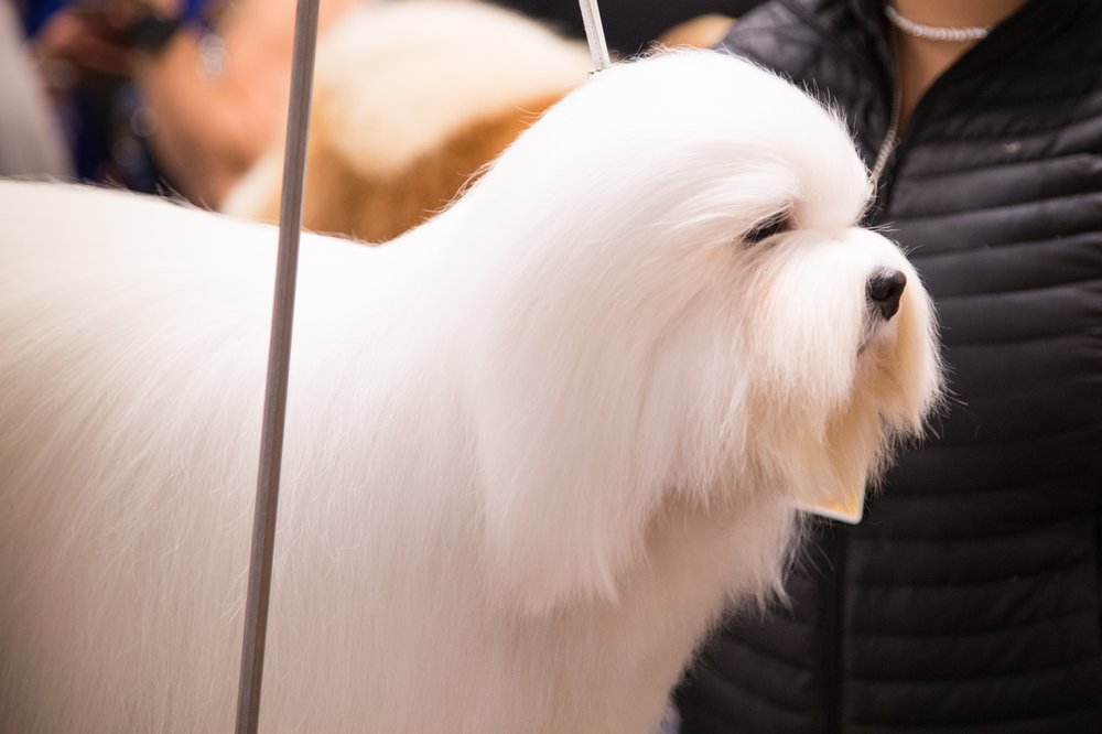 50f101f16westminster22-jpg.jpeg This dog has a 23% rating on Rotten Tomatoes. (Jenn Hsu/Gothamist)