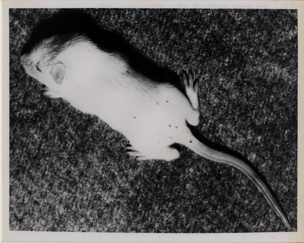 5198f01c5germcity_10-jpg.jpeg Laboratory mouse infected with mites, 1946. (Courtesy of NIH Stetten Museum of Medical Research, National Institutes of Health, 1546-Ph)