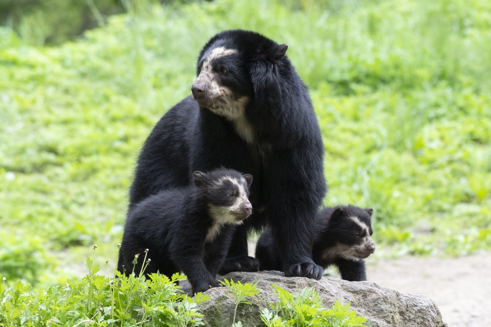 525b3d68ajulie-larsen-maher_9263_andean-bear-and-cubs_qz_05-10-19-jpg.jpeg